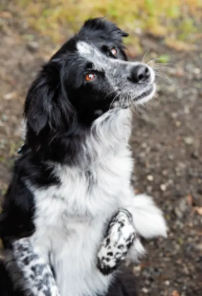 Black and White dog 